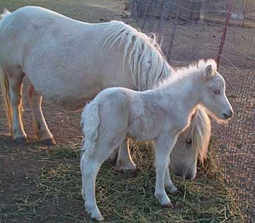 Weso Farms Spirits Dasho Honey